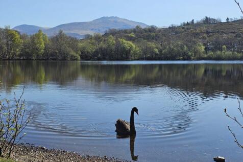 Peaceful lake view at Brynteg with a black swan an