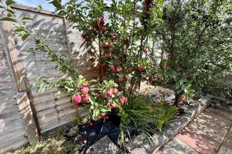 Rear Garden - Fruit Tree.jpg