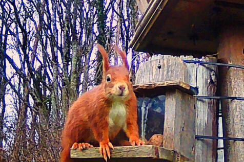 SQUIRREL.jpg
