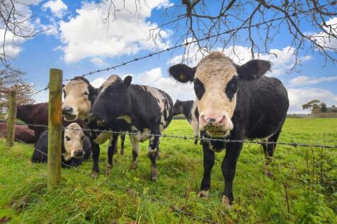 Surrounding Area- OLD