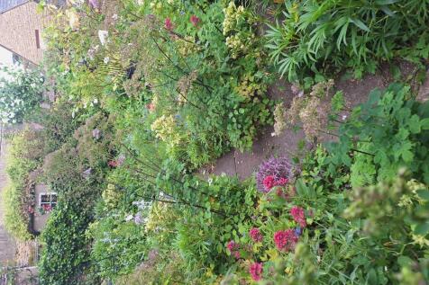 Garden in the summer