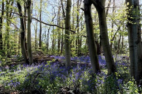 Bluebells