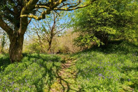 Bluebell Walks