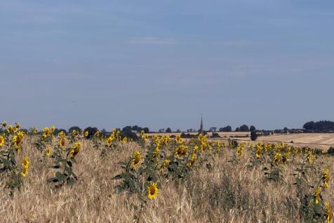 sun flowers - view across fields