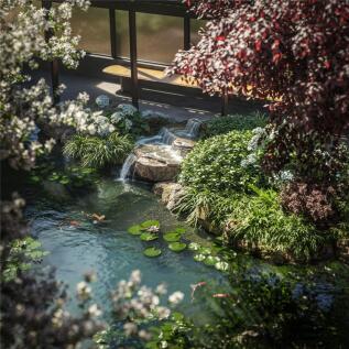 Koi Garden