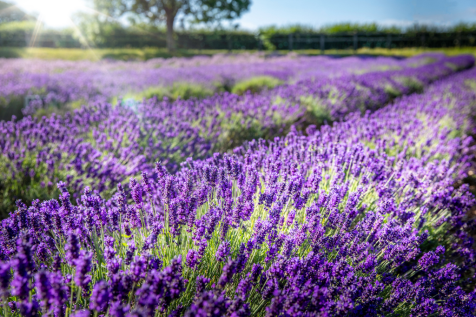 Norfolk Lavender