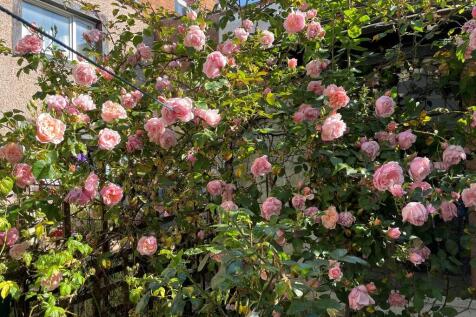 GARDEN ROSES