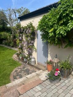 Wisteria
