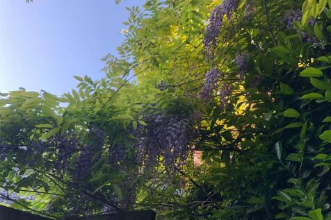 Wisteria