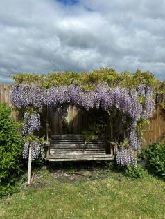 gardensummerphoto