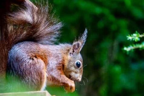 Photograph of a red squirrel taken from the rivers