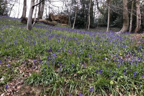 1 The Cottage bluebell wood.jpeg