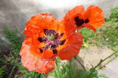 Poppy