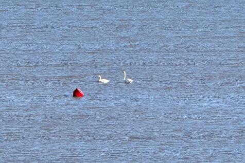 Estuary view 5