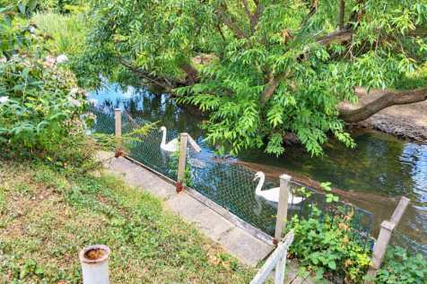 Swans.png