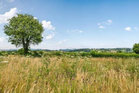 wild flower meadow.jpg