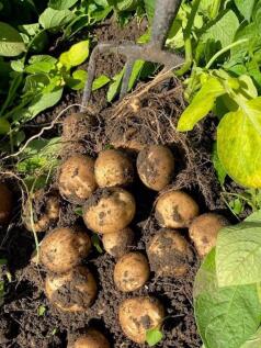 Garden in Springtime - Vendor Supplie...