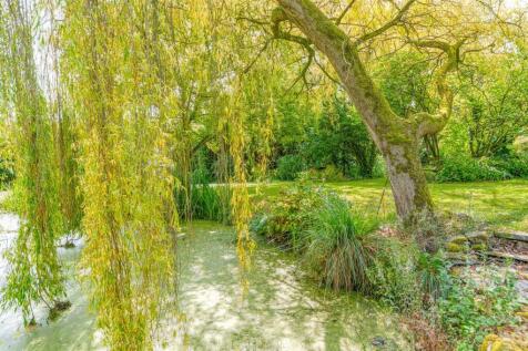 Willow and Pond
