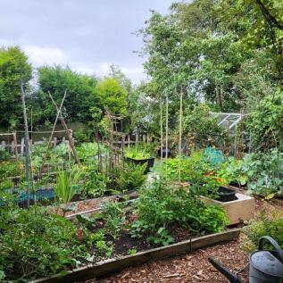 Vegetable Garden