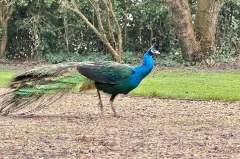 Resident Peacock Percy