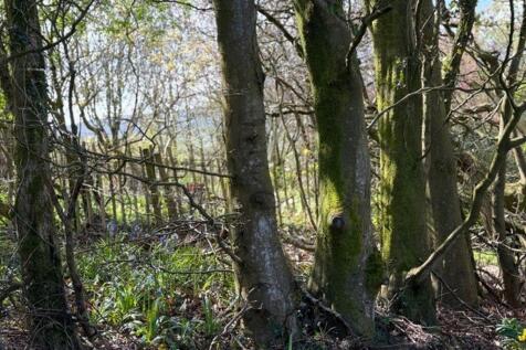 Wooded Area