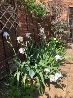 73 The Close garden 4.jpeg