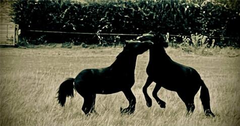 Royal Paddocks