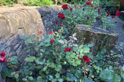 1 The Cottage roses landscape.jpeg