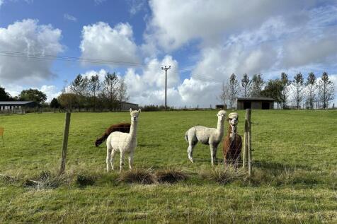 ALPACA BLUE SKY PHOTO FIELD .jpg