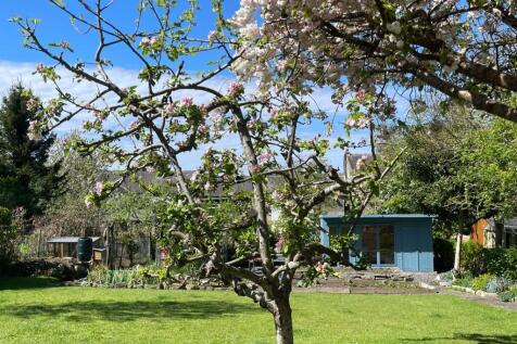 Established Blossom Trees