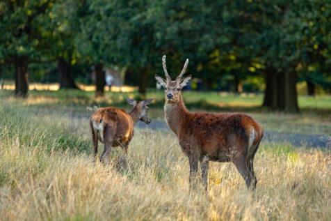 Richmond Park