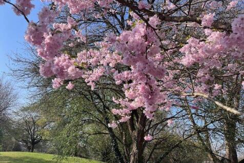 Cherry Blossom