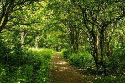 Burcote Wood Towcest