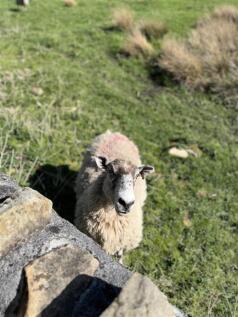 IMG_8711.jpeg
