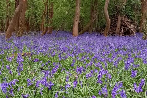 Bluebell Wood