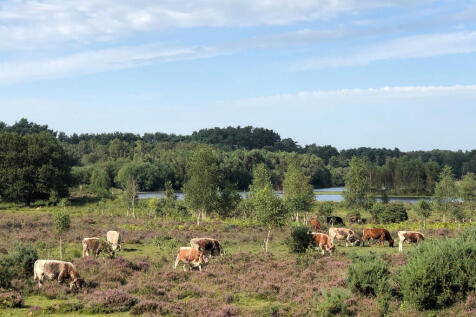 Cows on ranges