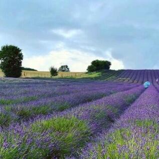 Hitchin lavendar fields