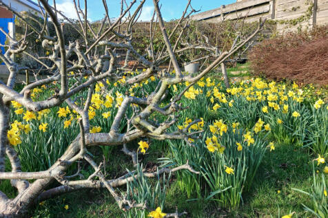 Daffodils.jpg.jpeg