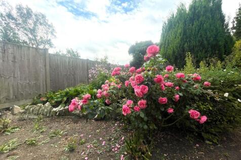 Rose Bush