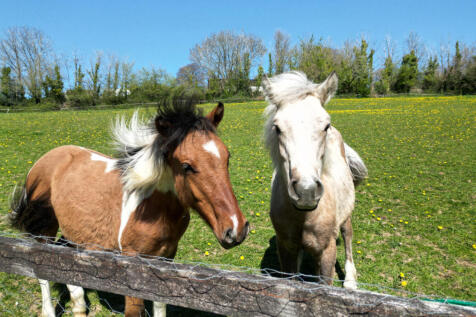 Horse In Paddock