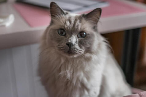 1385331-2-693182e...