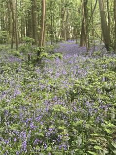 Bluebell Wood