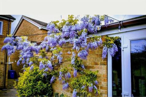 Wisteria Image